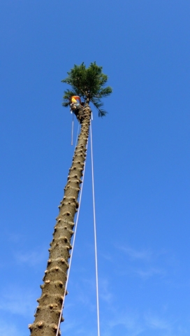 Final branches being removed from a tree
