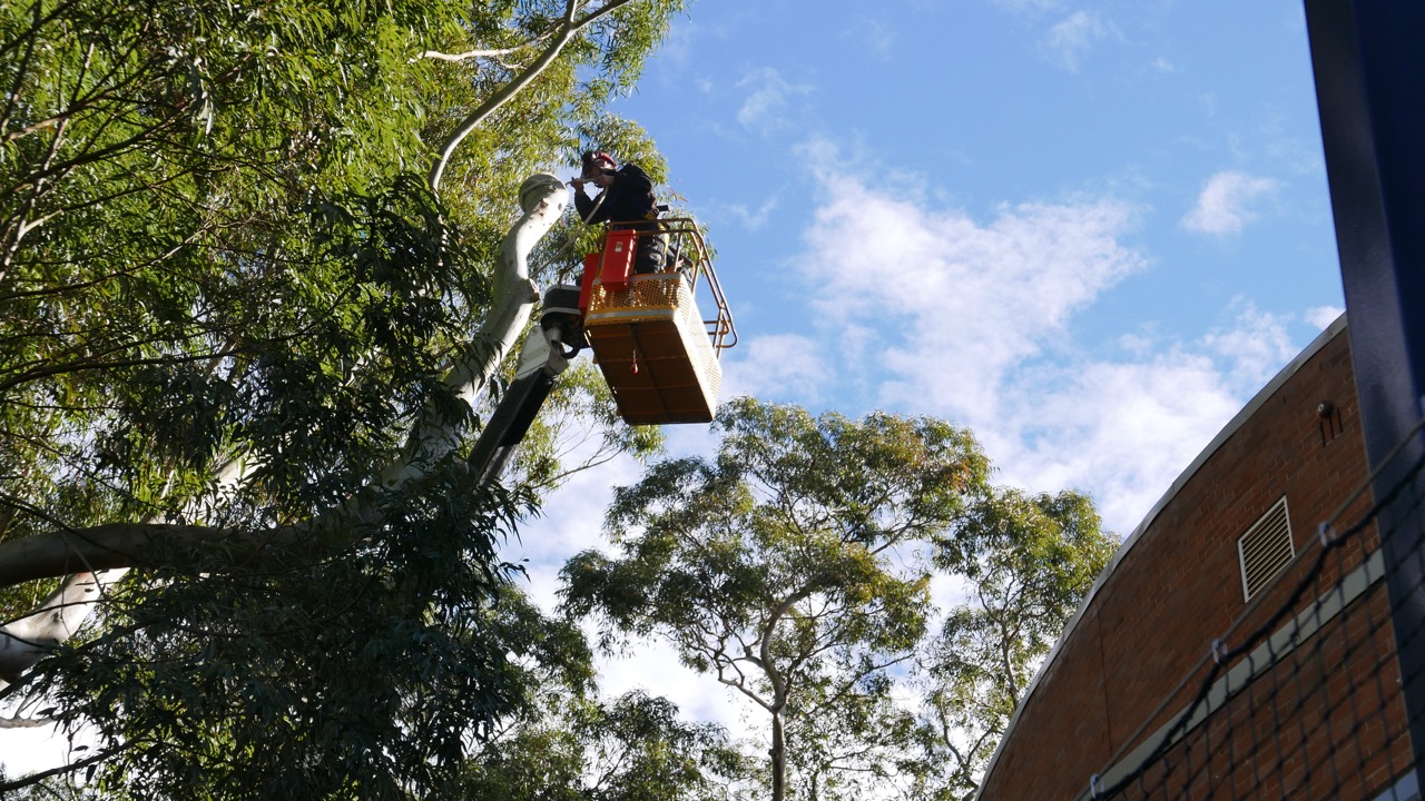 Tree work from a travel tower